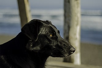 CachorroEmPichilemu