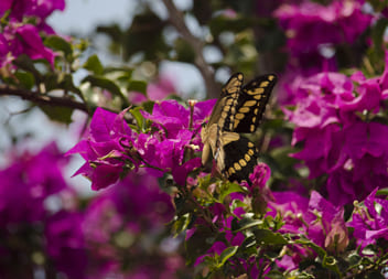 Borboleta